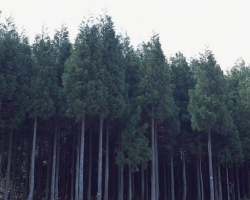 林紙一體化迫在眉睫