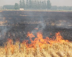 寧夏秸稈造紙項(xiàng)目成為“新寵兒”