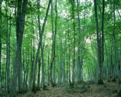 木漿價(jià)格未來(lái)或創(chuàng)新高