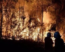 智利火災(zāi)致使紙漿上漲