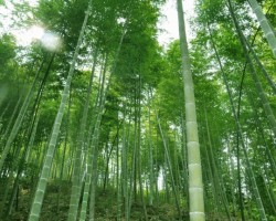 竹槳紙的發(fā)展前景