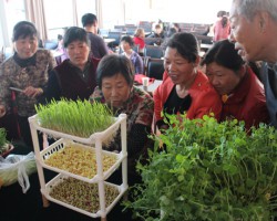 震驚??！紙上種菜走進(jìn)百姓生活！