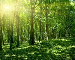 國(guó)家林業(yè)局就青島第九次森林資源清查作出指導(dǎo)工作