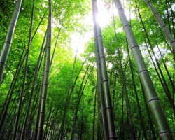 四川江門竹槳項(xiàng)目計(jì)劃年底落成