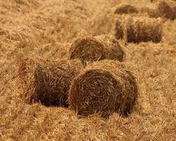 甘肅省甘州區(qū)簽約350萬噸/年秸稈綜合利用項(xiàng)目