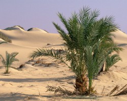 厲害了，捐十個(gè)紙箱可領(lǐng)一棵樹