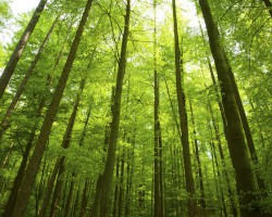 打造新增長(zhǎng)極　貴州林業(yè)產(chǎn)業(yè)發(fā)力