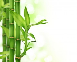 四川省人民政府辦公廳  關(guān)于推進(jìn)竹產(chǎn)業(yè)轉(zhuǎn)型發(fā)展的意見