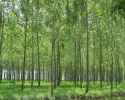 日本：刺激木材需求力促林業(yè)產(chǎn)業(yè)化增長