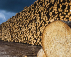 沙比利市場(chǎng)行情回落 北美原產(chǎn)地木材價(jià)格下滑