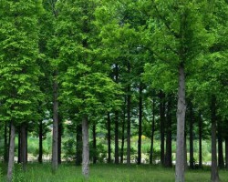 江西林業(yè)總產(chǎn)值全國(guó)排名第八  進(jìn)入方陣