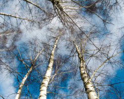 2019年三季度全球針葉木貿(mào)易放緩