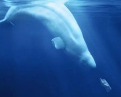 2020年上半年中國生活用紙進(jìn)出口貿(mào)易市場發(fā)展現(xiàn)狀分析 出口量出口額雙雙增長