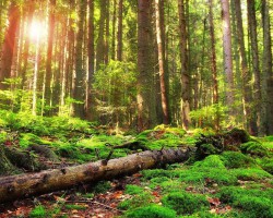 芬林集團(tuán)做出終投資決策 在芬蘭凱米建設(shè)新的生物制品工廠
